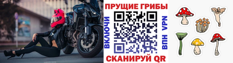 omg сайт дарнет шоп Новый Уренгой Псилоцибиновые грибы ЛСД
